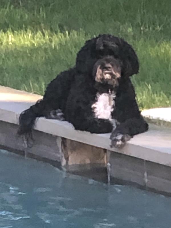 /Images/uploads/The Murphee and Sugar Angel Foundation/murpheeandsugar-pet-photo-contest-fundraiser/entries/27824thumb.jpg